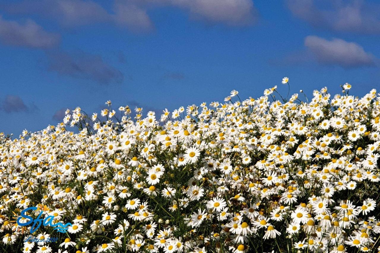Daisy - Sunny Flowers Apartments Łukęcin Eksteriør billede